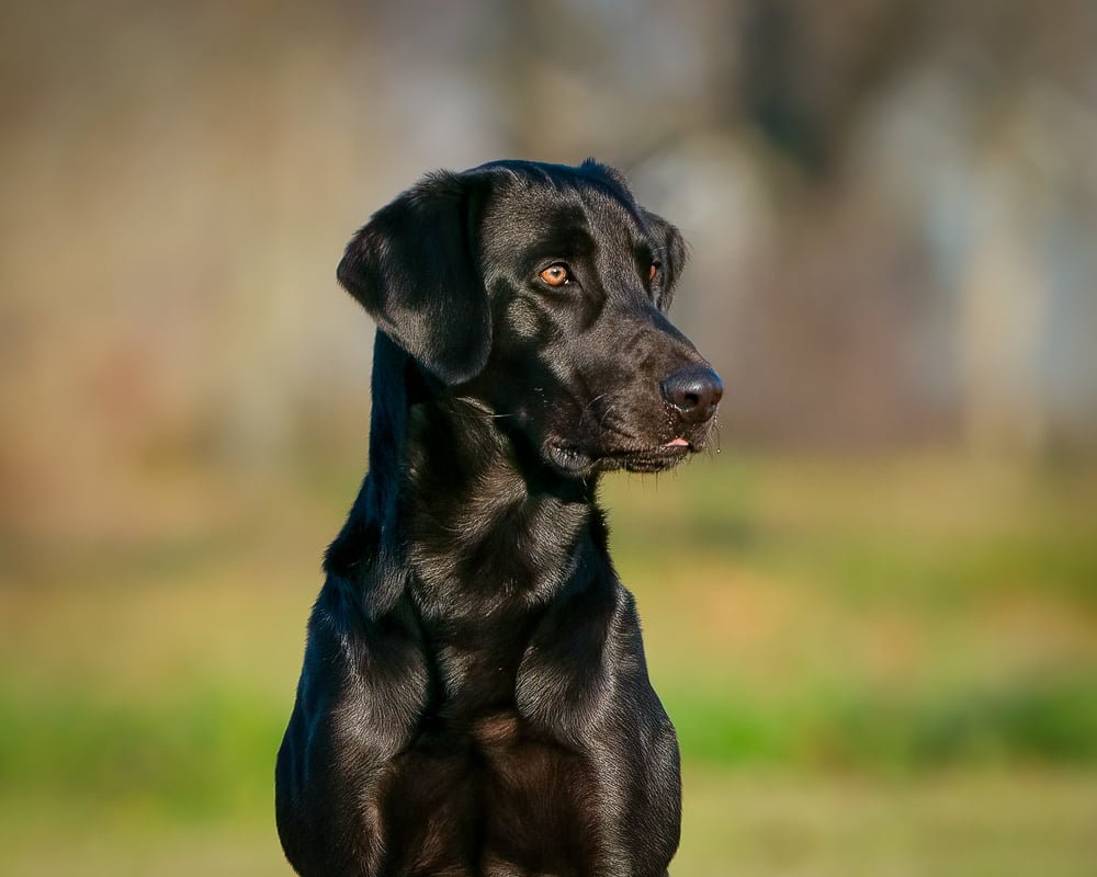 Field Trial Labrador retriever Stud Dog